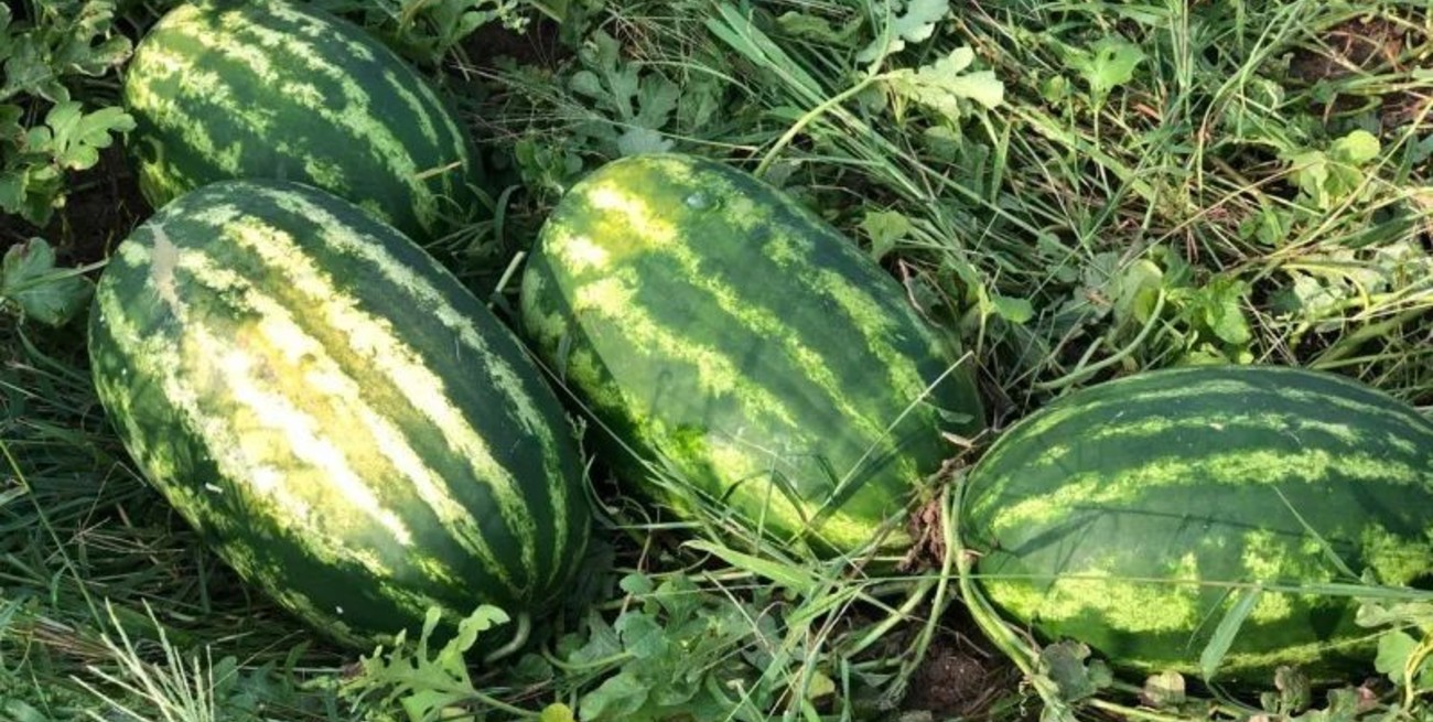 Diversificación de técnicas: volvió la sandía y llegó el melón a la zona de la costa santafesina