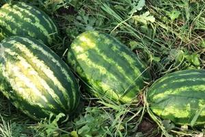 A la frutilla, que se instaló hace años, se fueron sumando nuevos cultivos como sandía, melón, zapallitos o berenjenas. Foto: Campolitoral