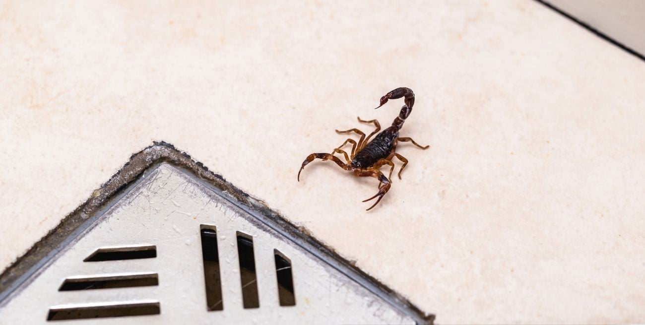 Época de alacranes: cómo prevenir picaduras y qué hacer en caso de emergencia