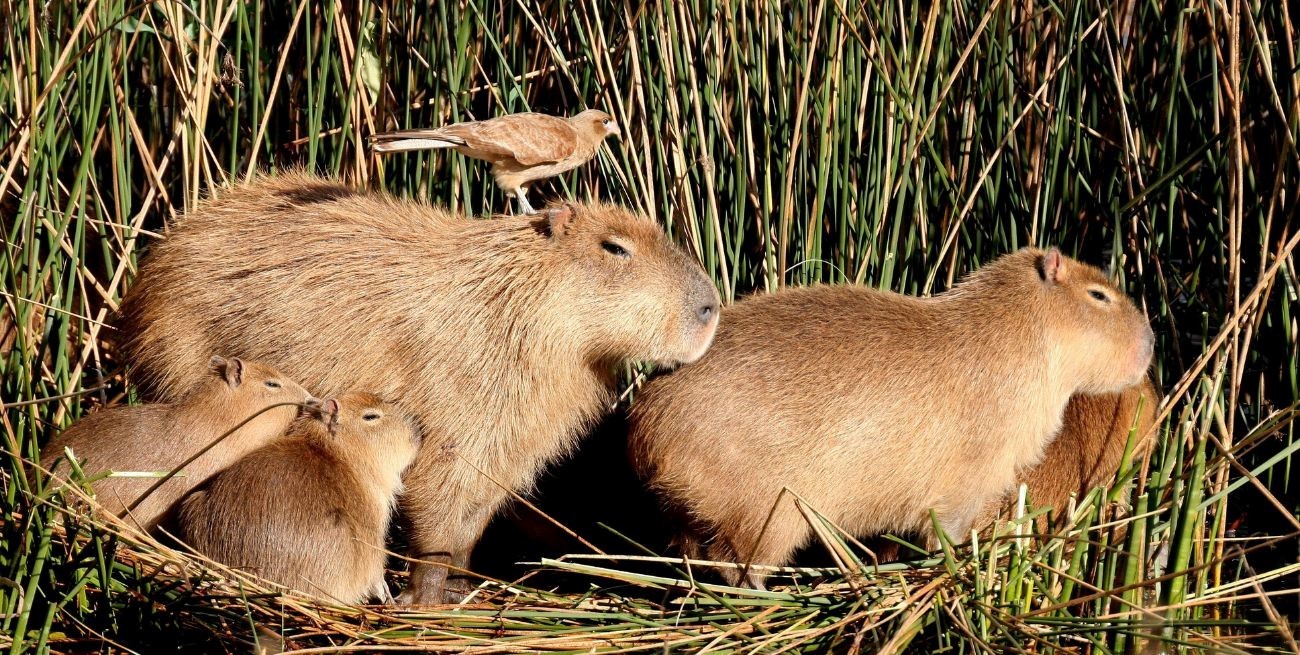 Desde el carpincho, hasta el dorado: la fauna autóctona de Santa Fe que por ley, se debe cuidar