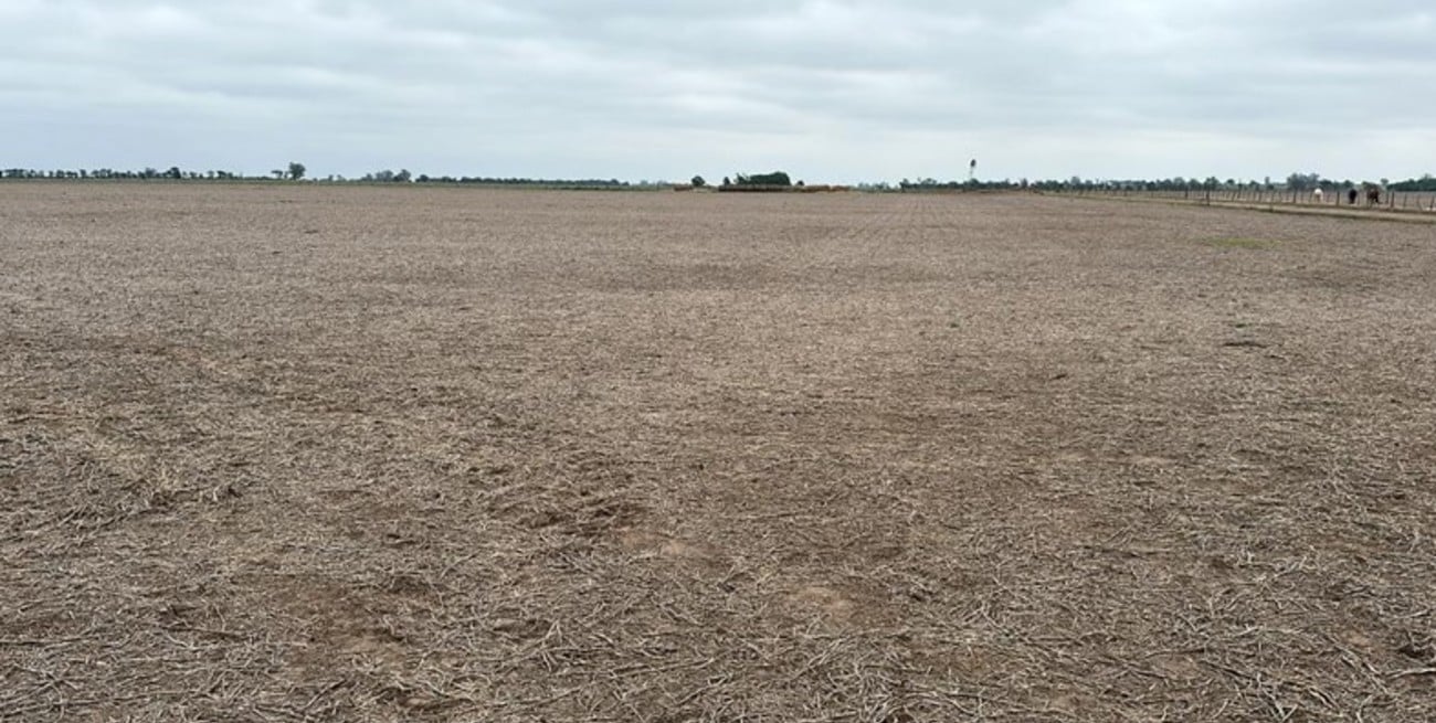 Fuerte estrés hídrico en el centro oeste de Santa Fe: al campo le faltan 250 milímetros
