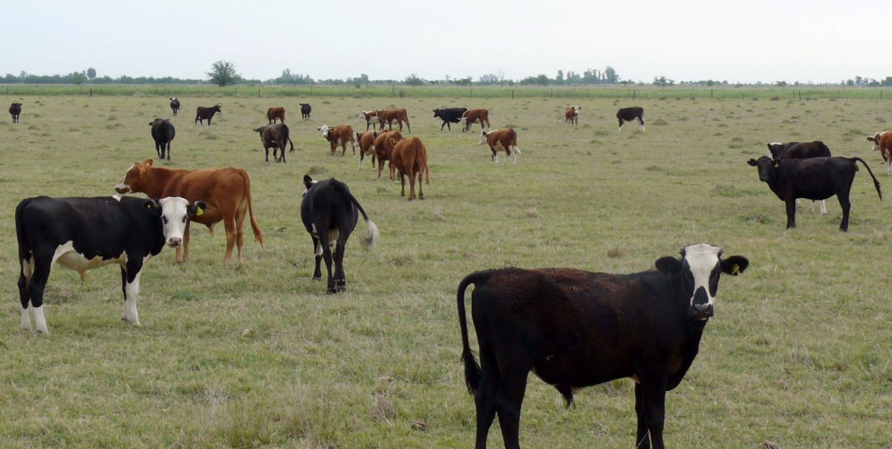 El stock bovino de Santa Fe sufre en 2024 su segunda mayor reducción, detrás de la liquidación de 2008/9