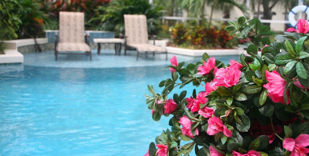 5 plantas ideales para el área de la pileta por su bajo mantenimiento