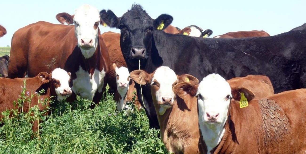 Pastoreo regenerativo circular, un circuito natural y rendidor como alternativa a la alfalfa