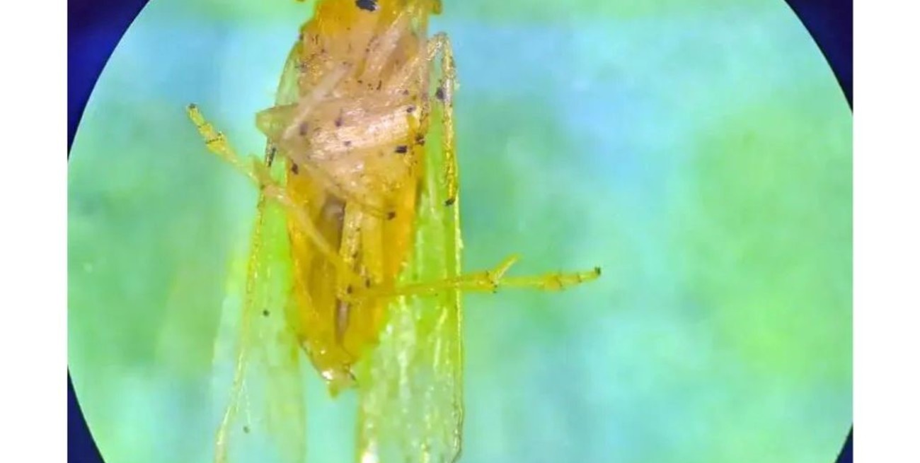 Campolitoral: mirá la edición impresa gratis