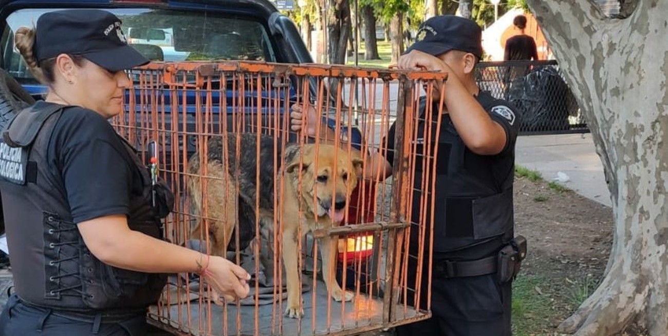 Video: socorrieron a una gaviota que no volaba, un gato atrapado y una perra con un tumor