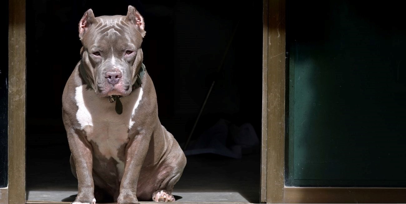 Un Pitbull desfiguró el rostro de una niña en Río Gallegos
