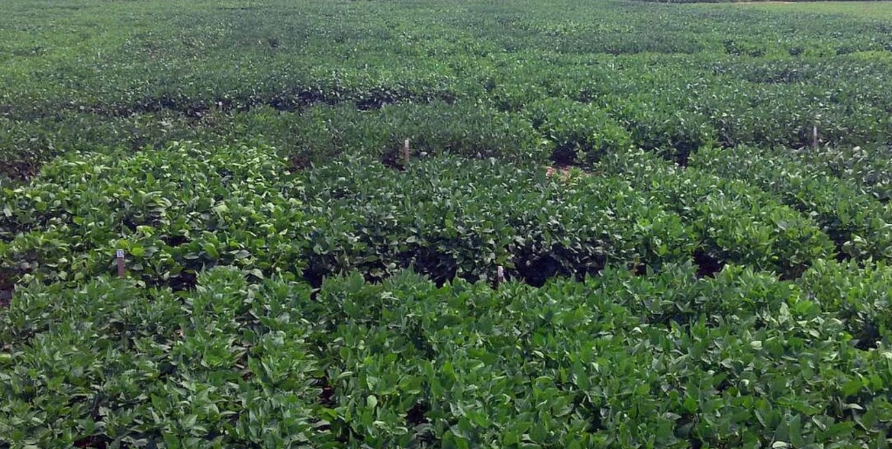 Gran Chaco Argentino: buscan una producción sustentable integrando campo, ambiente y sociedad