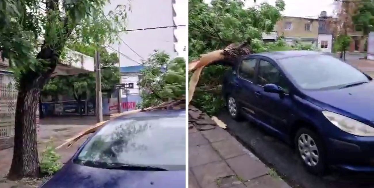 Una rama caída generó problemas en barrio Constituyentes