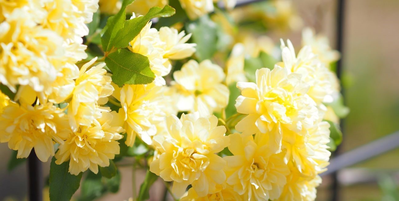 Rosa banksiae: la trepadora que florece sin esfuerzo y tiene orígenes reales