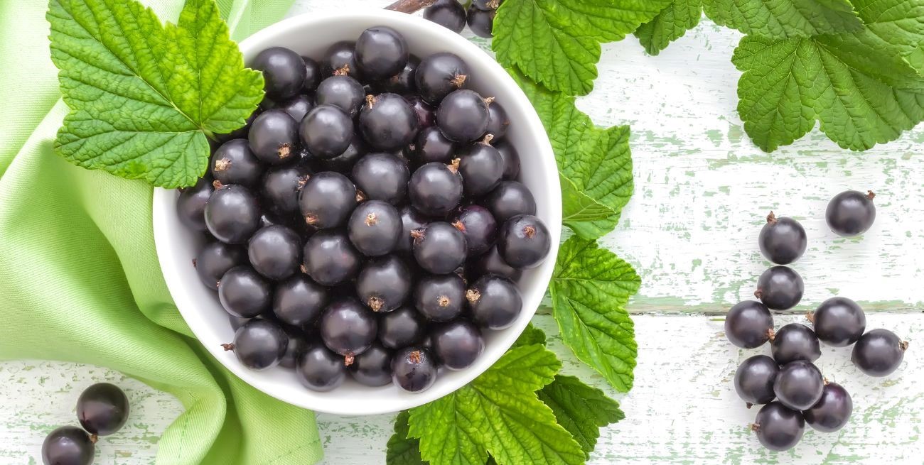 Cuáles son los beneficios de la grosella negra y por qué es esencial hoy en día