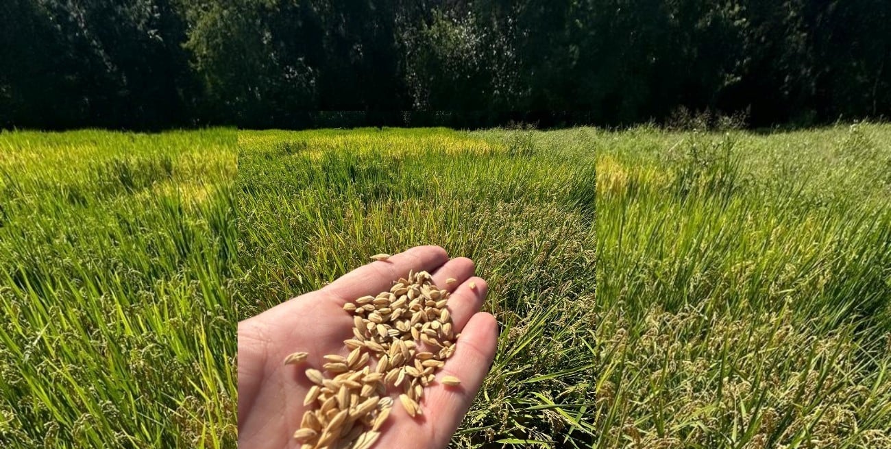 Entre Ríos: menor área y lluvias impactan en la producción arrocera