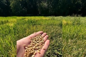La producción provincial de arroz se proyecta en 449.770 toneladas