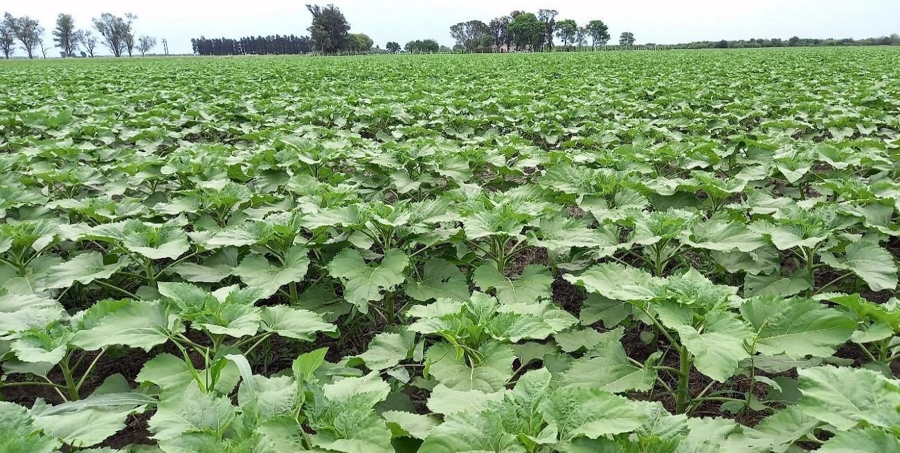 Por poco, el girasol no cubrió la superficie estimada en el centro norte santafesino