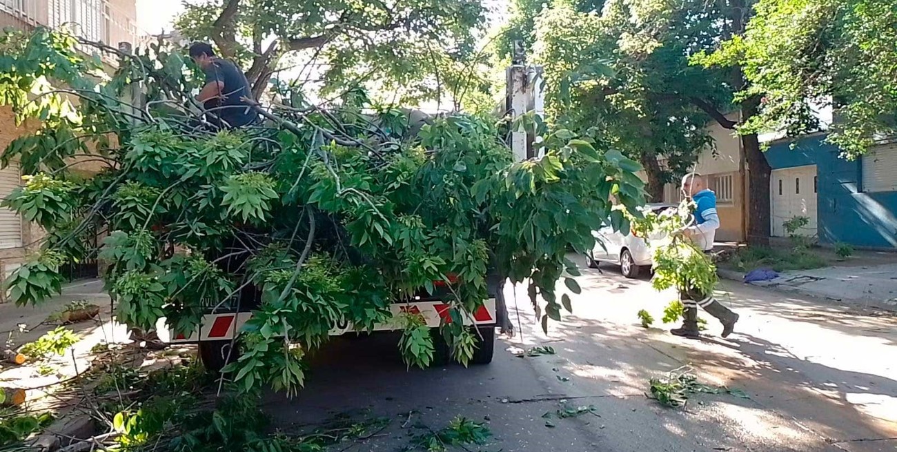 Lo que el viento se llevó: cuántos árboles se vieron afectados por la tormenta
