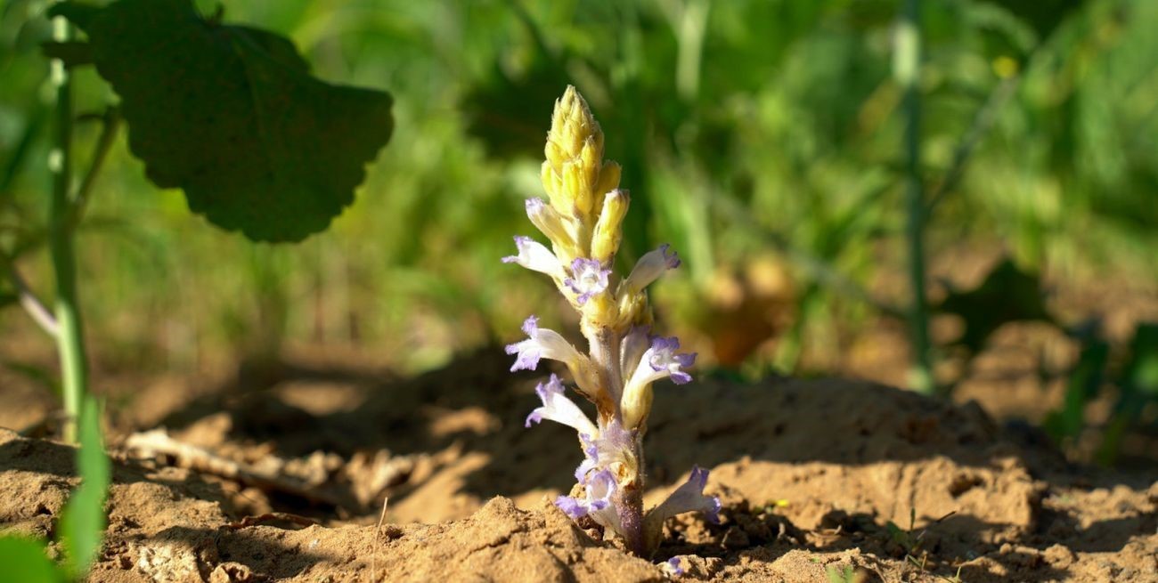 Hay alerta fitosanitaria por Orobanche cumana, la maleza parásita del girasol