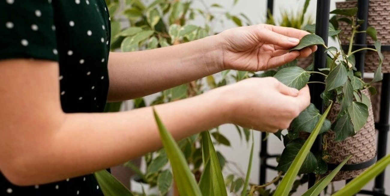 Tres reglas de oro para que tus plantas no mueran con la llegada del calor