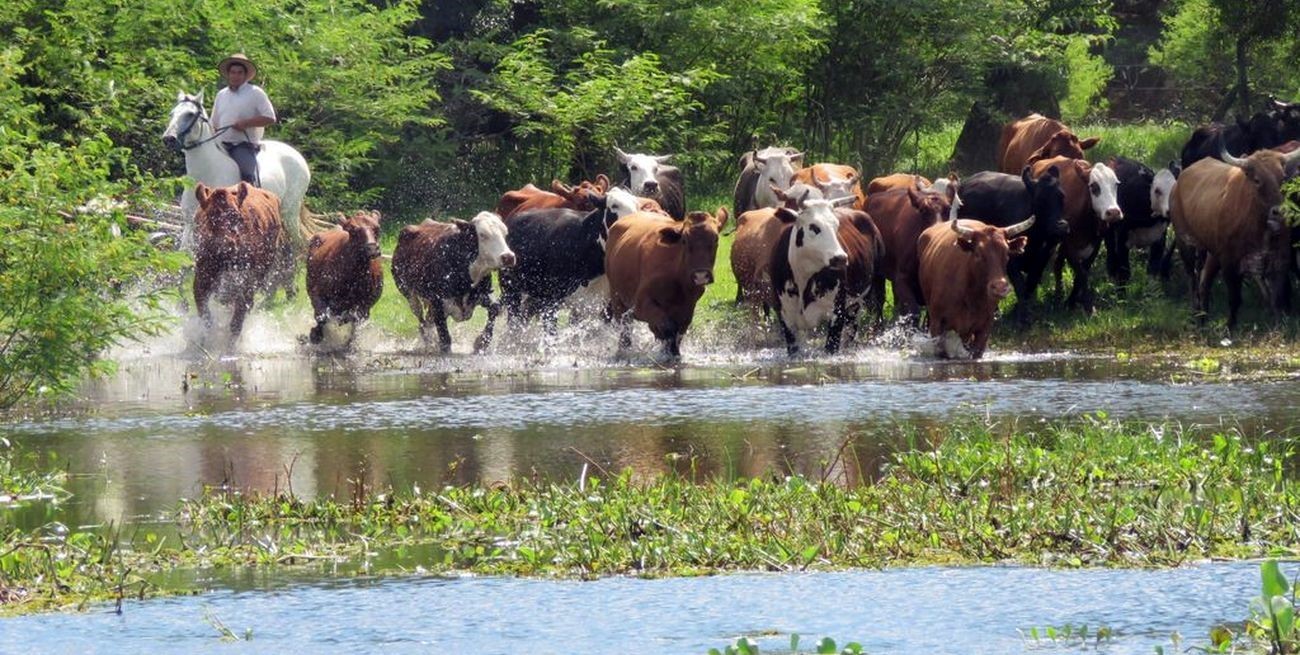 La Rural rosarina pidió el levantamiento de la cautelar sobre la producción en el Delta del Paraná