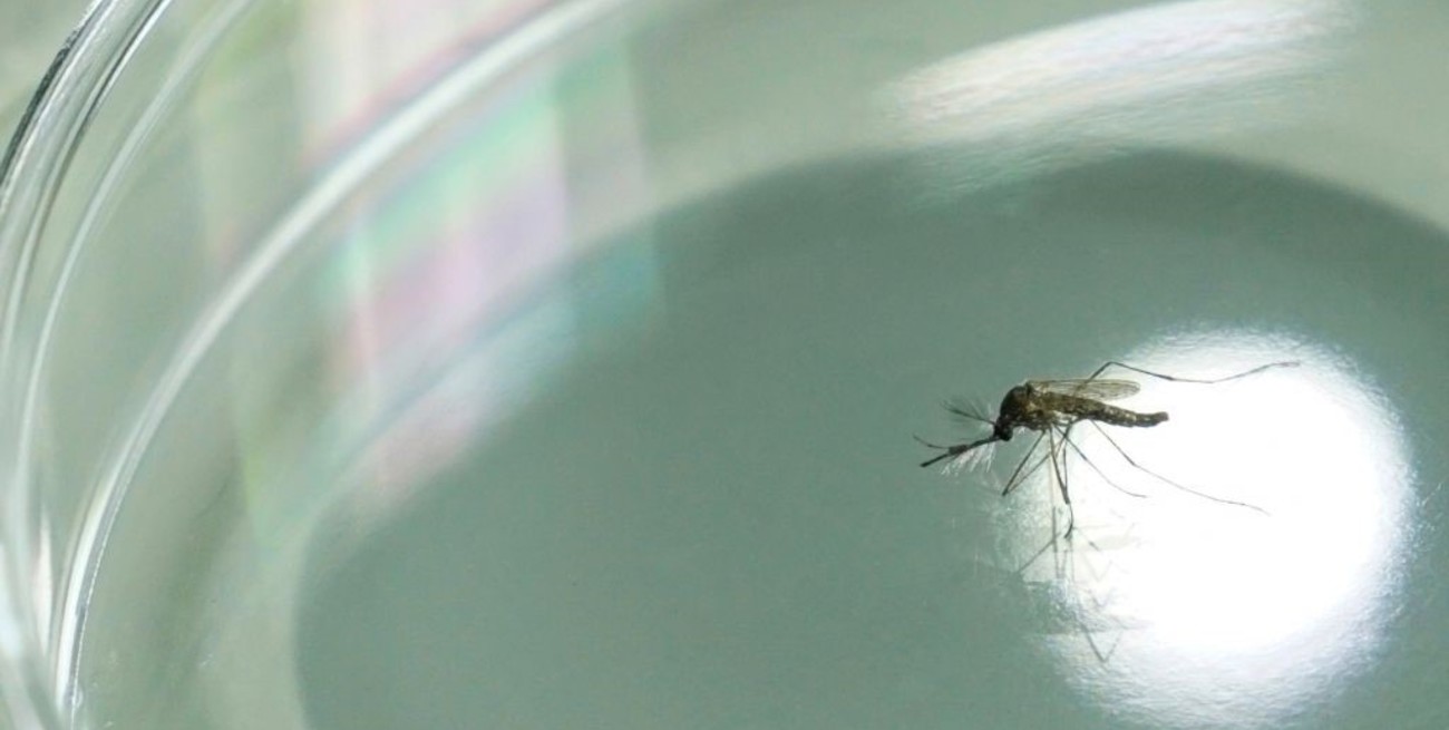 Día Internacional contra el Dengue: en Santa Fe los casos bajaron un 99% respecto al año pasado