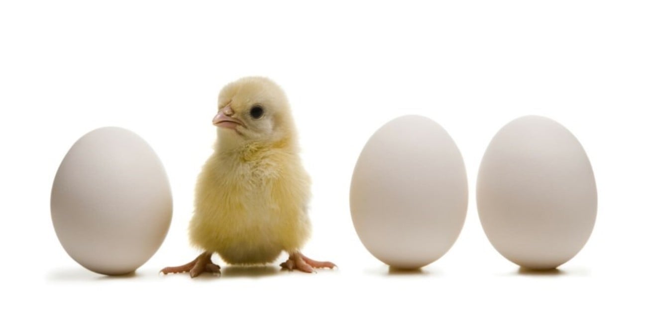 La ciencia responde: ¿qué fue primero, el huevo o la gallina?