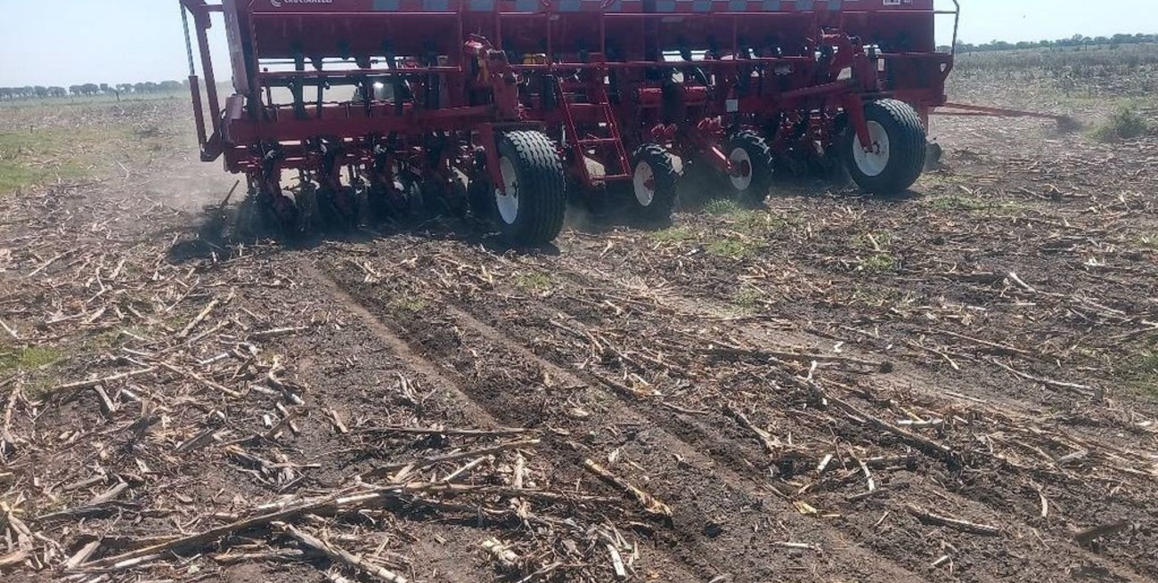 Maíz y Girasol aceleran la siembra en Santa Fe mientras el trigo mantiene un estado "muy bueno"