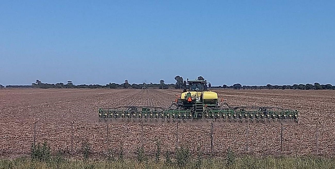 El agro argentino cierra el año con señales sólidas: soja y maíz en alza y un trigo récord