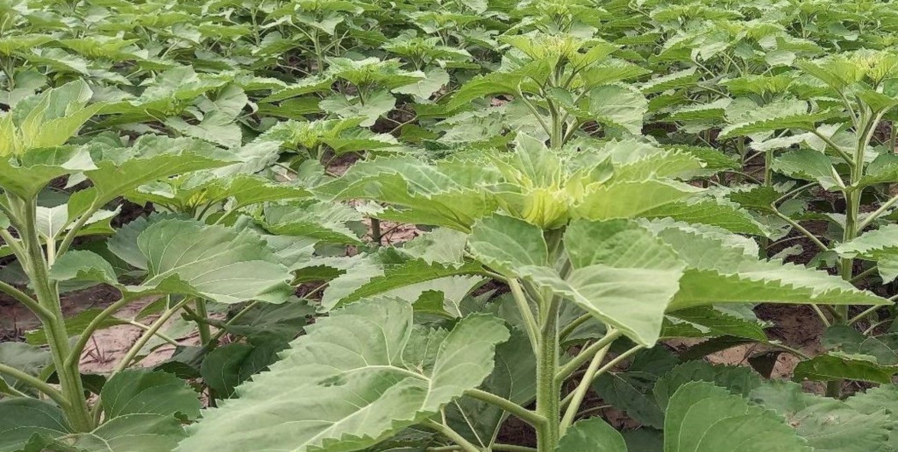 Se consolidaron los buenos rendimientos del trigo, con el 50% del área cosechada