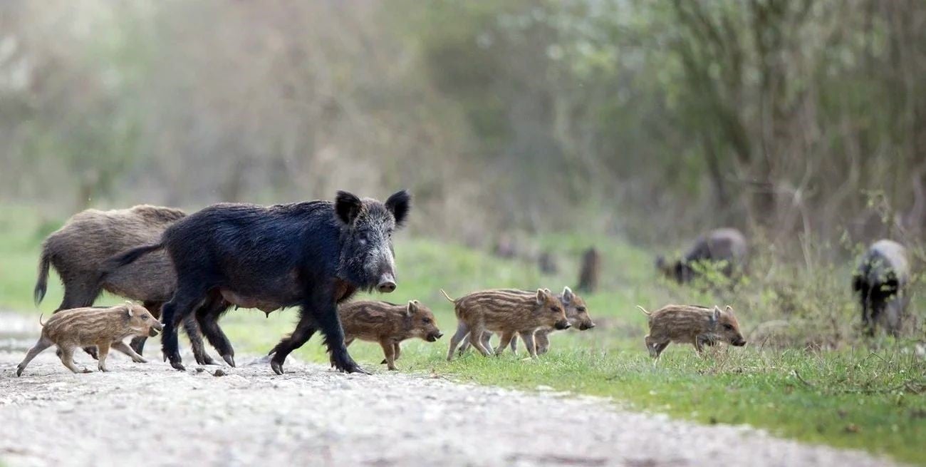 Los jabalíes también hacen estragos en Santa Fe y en la Legislatura proponen declararlo plaga