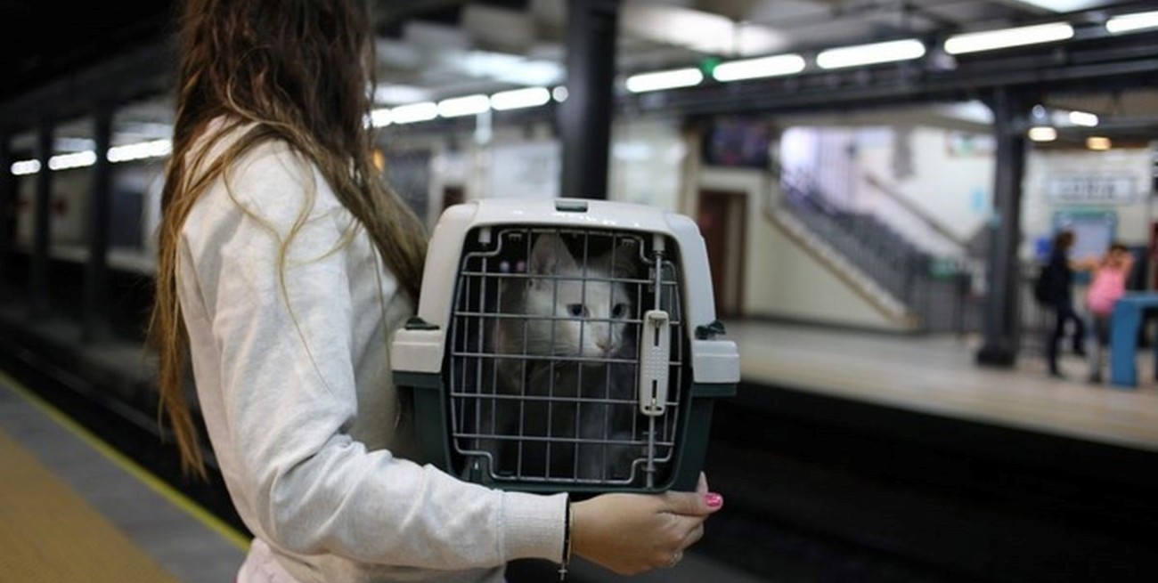 Dudas sobre la viabilidad de poder trasladar perros y gatos en los colectivos de Santa Fe