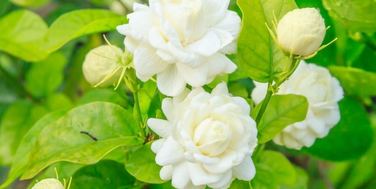 Decorá y perfumá tu jardín con las mejores variedades de jazmín