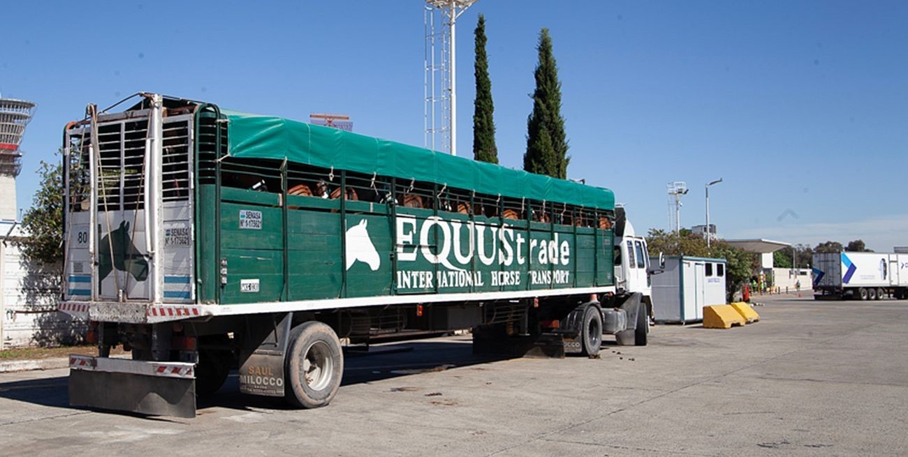 Namibia aprobó la importación de equinos en pie desde Argentina