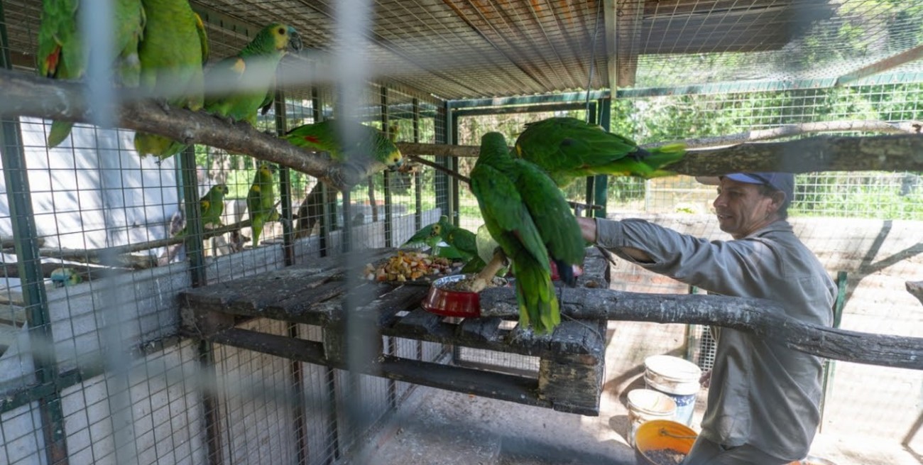 Rescataron monos carayá, urracas y yacarés: están siendo atendidos en La Esmeralda