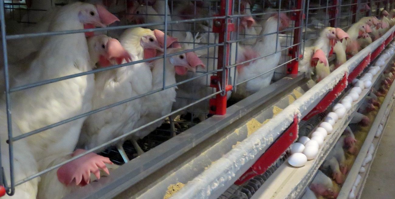 La industria argentina se destaca con dos premios "Huevo de Oro" en el evento avícola más importante de Latinoamérica