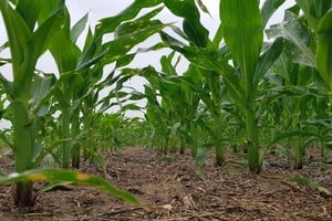 La campaña de maíz temprano alcanzó el mayor volumen de las últimas seis temporadas agrícolas.