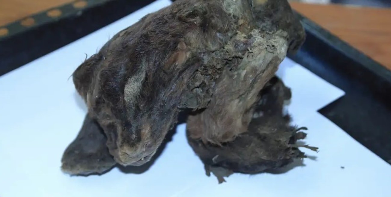 Científicos encontraron un cachorrito de dientes de sable momificado en el permafrost