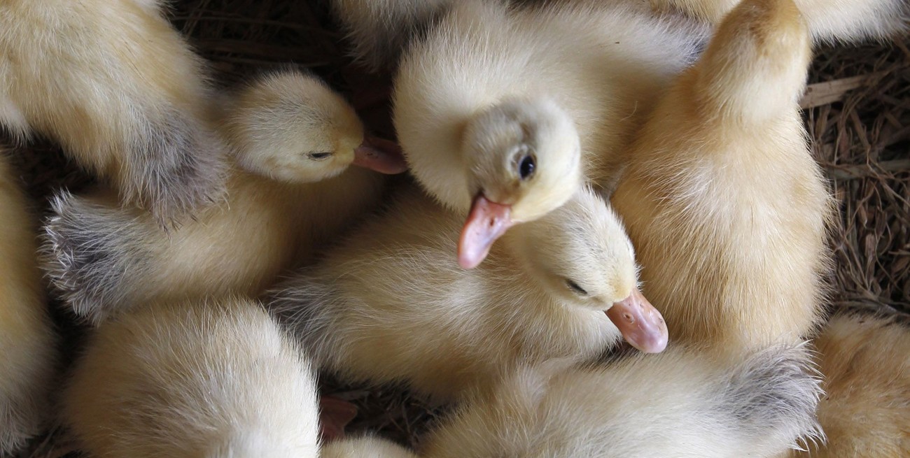 Estados Unidos: detectaron el virus de la gripe aviar en leche cruda de una granja