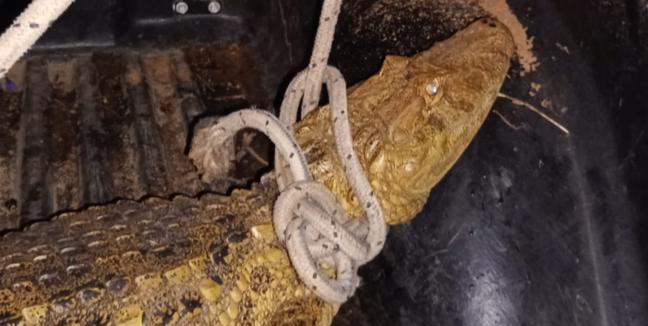 Un vecino de Coronda salió a la puerta de su casa y se encontró con un ejemplar de yacaré