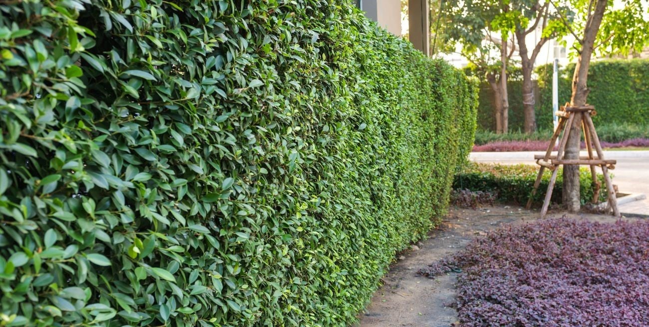 Tres plantas ideales para crear cercos naturales en tu jardín