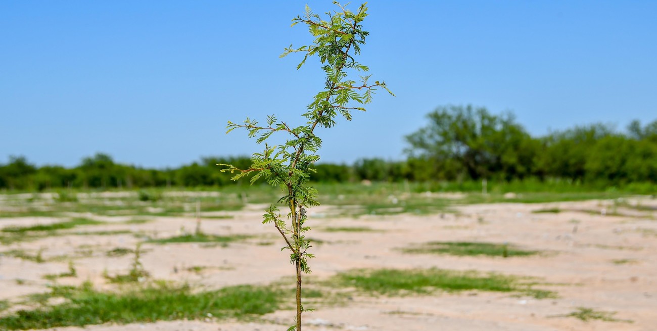 600 árboles nativos crecen en el ex basural de Rincón