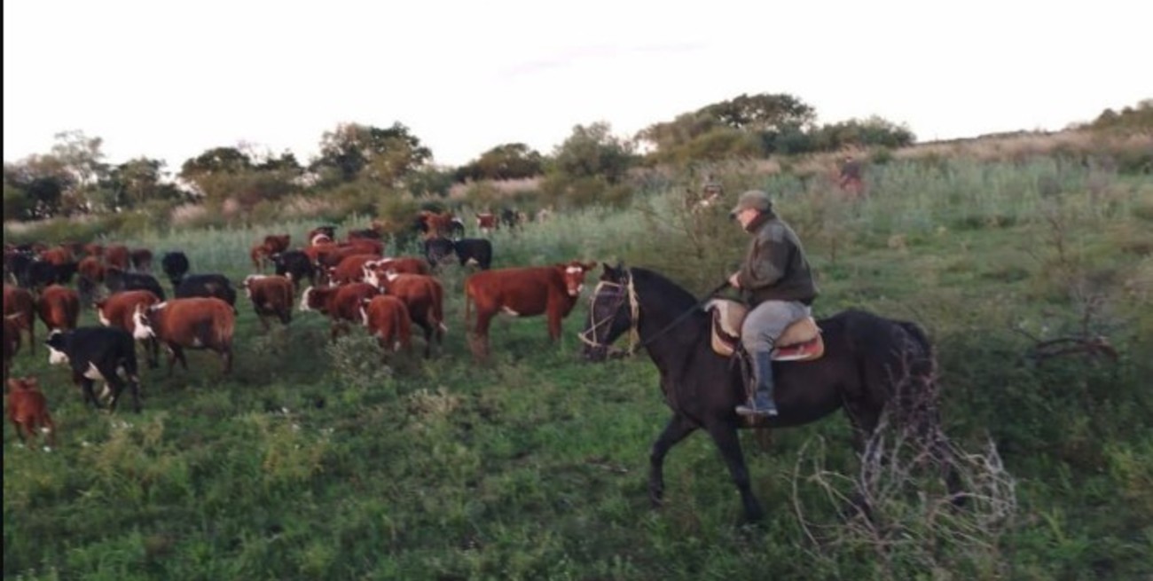 Recuperan ganado vacuno robado valuado en 16 millones de pesos