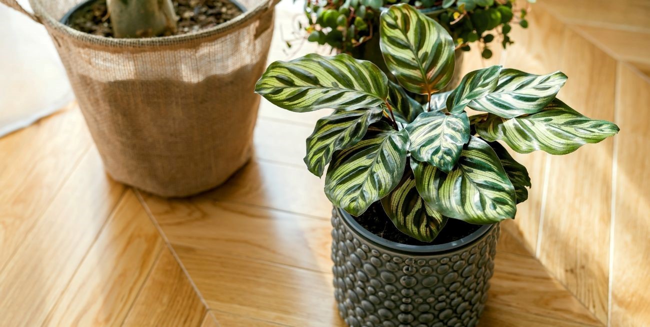 Calathea makoyana: la planta de interior fácil de cuidar que es tendencia 