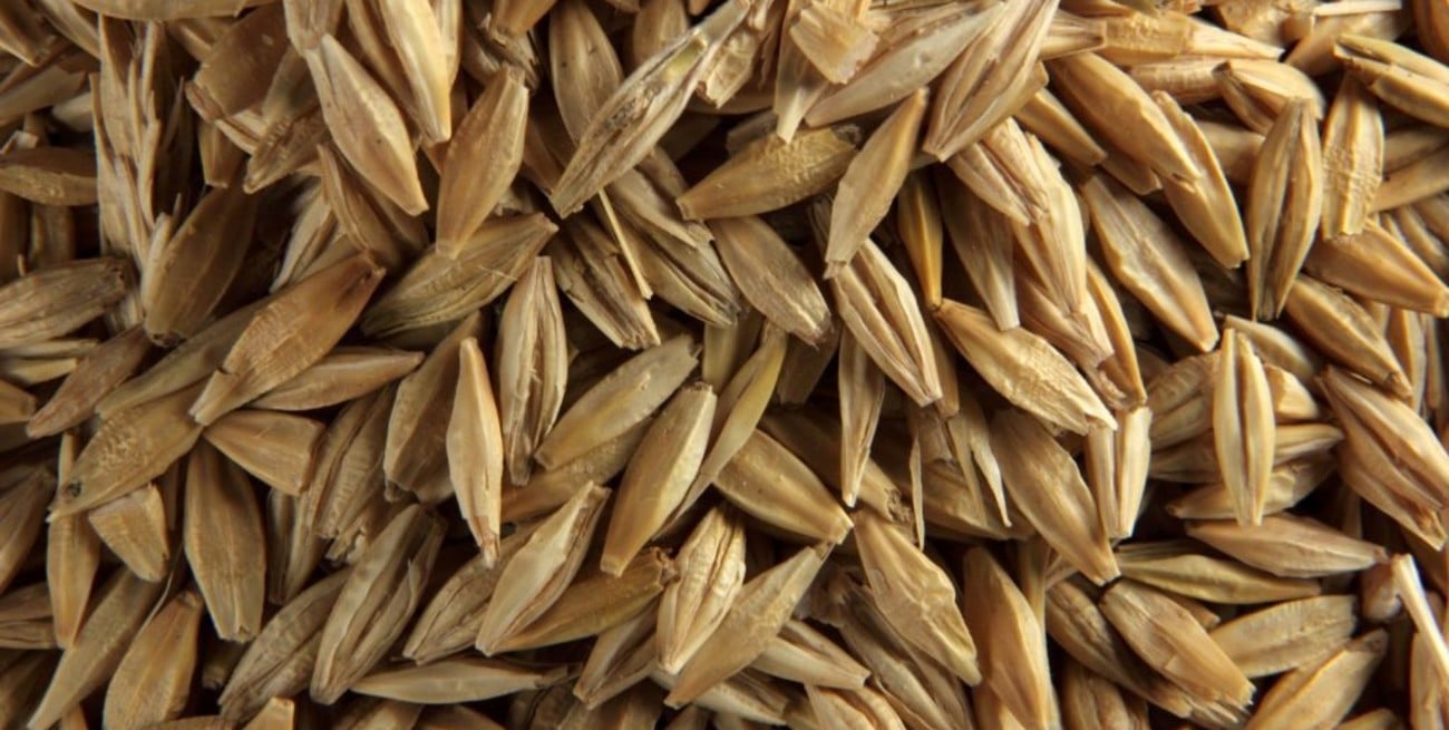 Del campo al puerto: radiografía de la comercialización de la cebada en Argentina