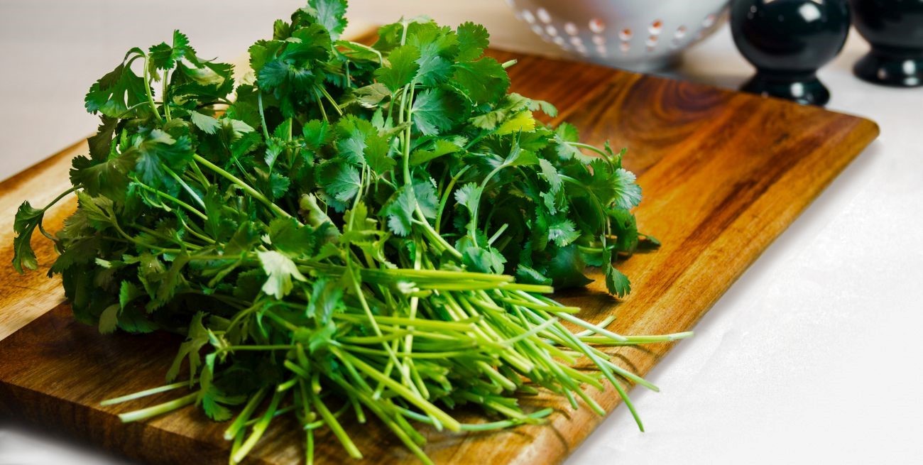 Los múltiples beneficios del cilantro y cómo aprovecharlos
