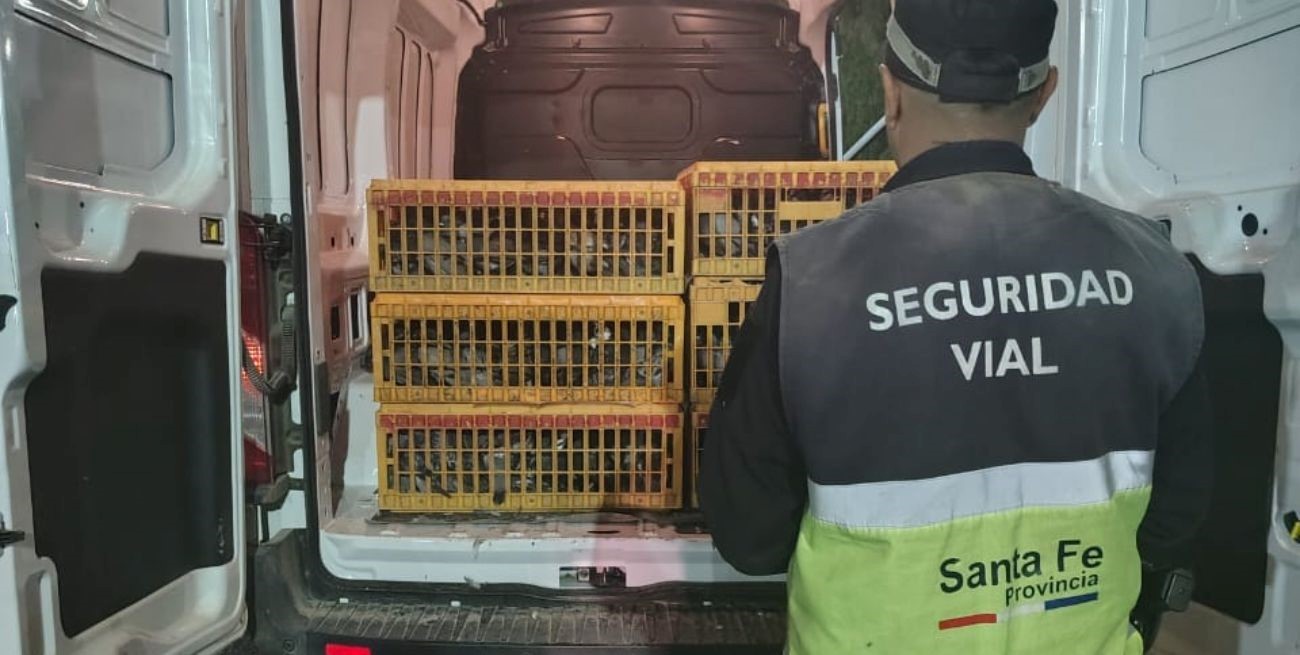 Identificaron a dos hombres que trasladaban 720 palomas sin la documentación correspondiente