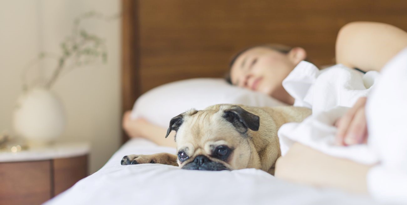 Insomnio canino: ¿cómo saber si tu perro no está durmiendo bien?
