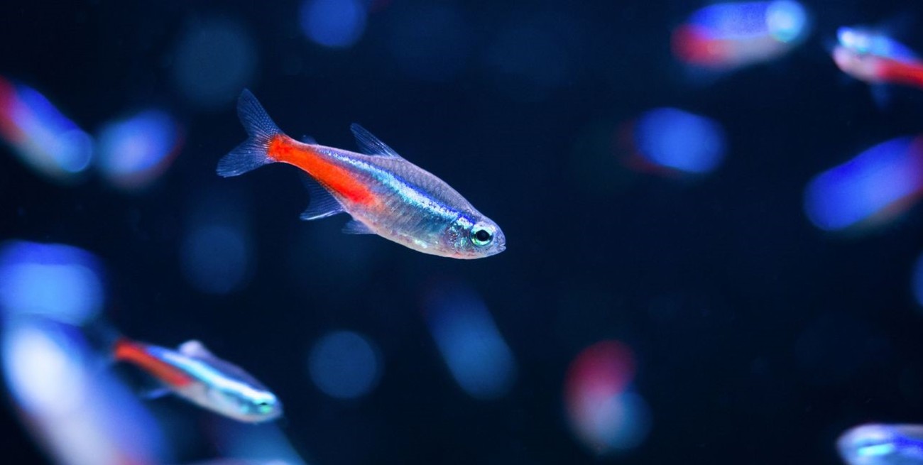 Acuarama 77: la increíble exposición que trajo peces de todo el mundo a la ciudad


