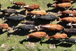 Imagen ilustrativa. Crédito: Fernando Nicola