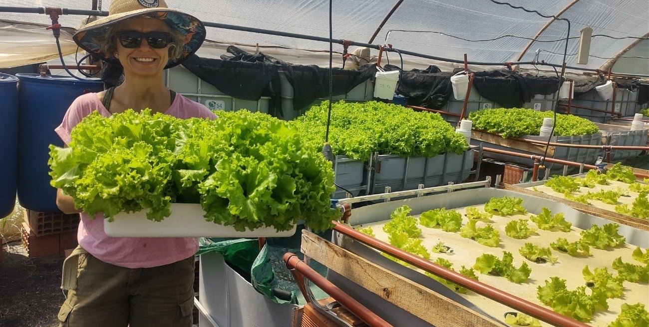 Acuaponia: desarrollo innovador que combina producción de hortalizas y siembra de pacú