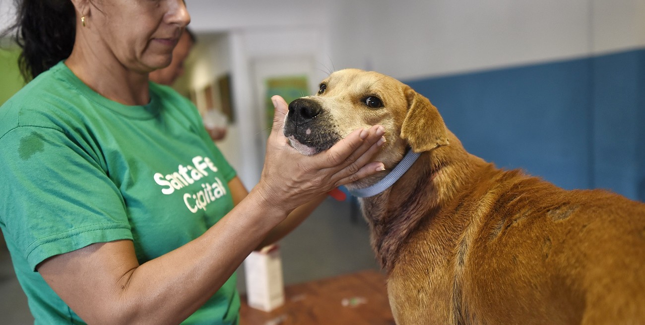 En diciembre de 2024, el IMUSA atendió más de 5 mil mascotas