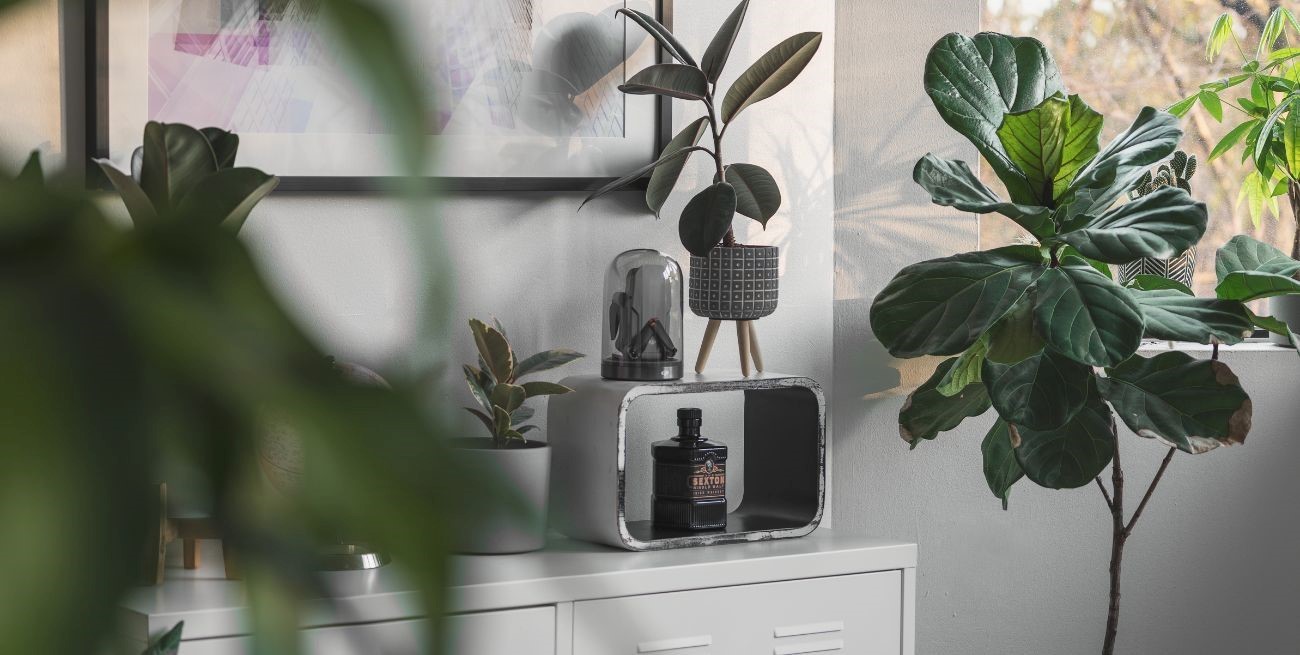 Siete plantas de interior que marcan tendencia en 2025